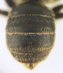 Halictus tumulorum