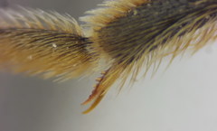 Halictus tumulorum
