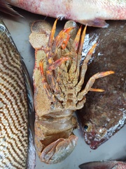 Scyllarides deceptor