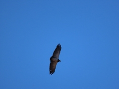 Geranoaetus melanoleucus australis