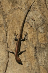 Cryptoblepharus metallicus