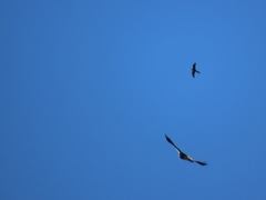 Geranoaetus melanoleucus australis