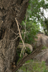 Austrovates variegata