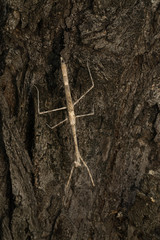 Austrovates variegata