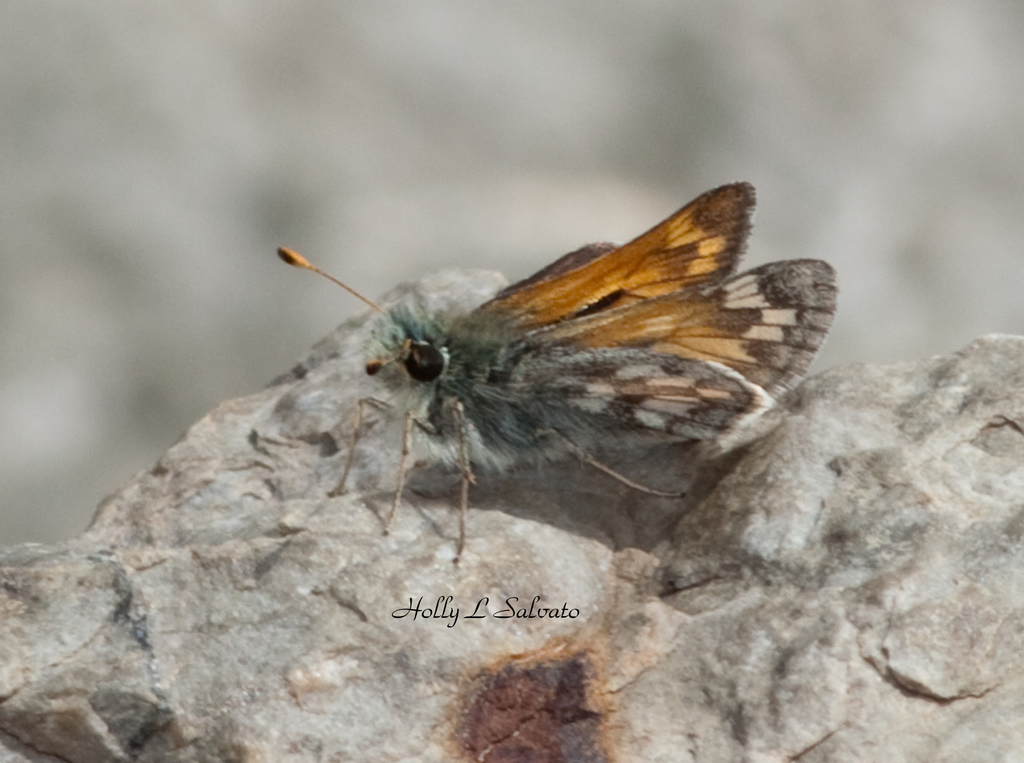 Sierra Skipper