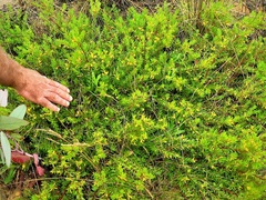 Persoonia chamaepeuce