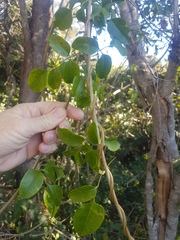Pandorea jasminoides