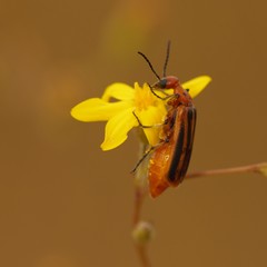 Pyrota lineata