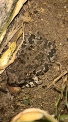 Anaxyrus compactilis