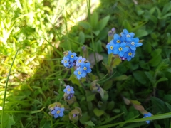 Myosotis
