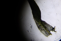 Tortella humilis