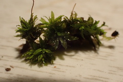 Tortella humilis