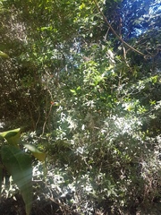 Alyxia ruscifolia