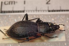 Carabus opaculus opaculus