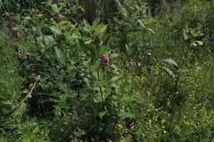Asclepias syriaca
