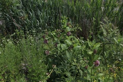 Asclepias syriaca