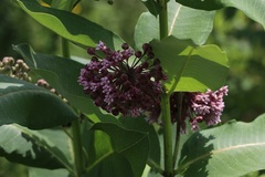 Asclepias syriaca