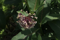 Asclepias syriaca