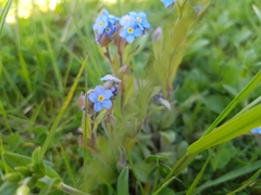 Myosotis