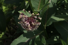 Asclepias syriaca