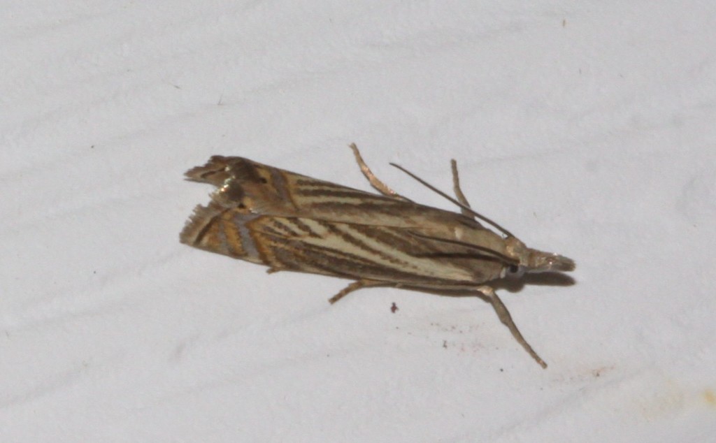 Topiary Grassveneer from Québec, Canada on June 24, 2021 at 0949 PM