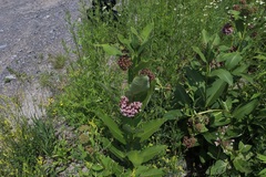 Asclepias syriaca