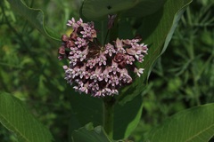 Asclepias syriaca