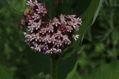 Asclepias syriaca