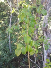 Pandorea jasminoides