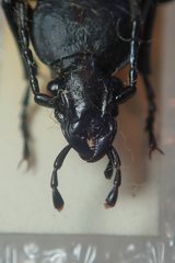 Carabus opaculus opaculus