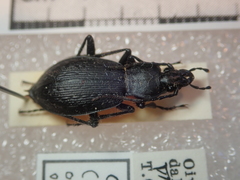 Carabus opaculus opaculus