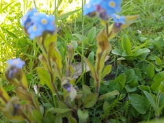 Myosotis