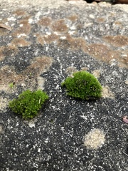 Ptychostomum creberrimum
