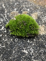 Ptychostomum creberrimum