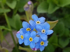 Myosotis