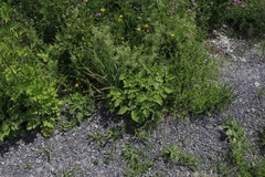 Physalis heterophylla