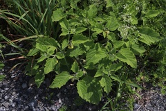 Physalis heterophylla