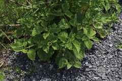 Physalis heterophylla