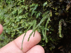 Cochlidium serrulatum