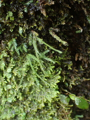 Cochlidium serrulatum