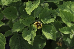 Physalis heterophylla