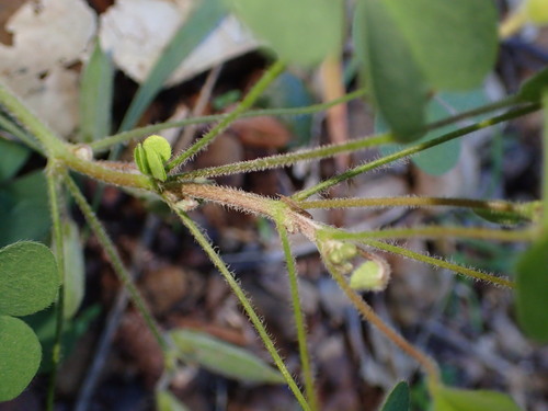 Image of Oxalis pilosa by (c) George Williams, some rights reserved (CC BY)