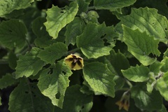 Physalis heterophylla