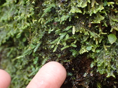 Cochlidium serrulatum