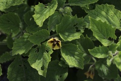 Physalis heterophylla
