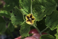 Physalis heterophylla