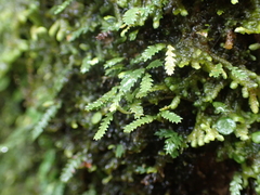 Cochlidium serrulatum