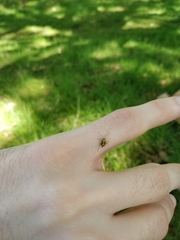 Rhabdomiris striatellus