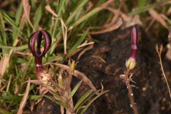 Ceropegia jainii