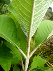 Leucosceptrum canum